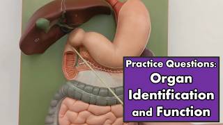 Organ Identification and Functions  Review and Practice [upl. by Cordle]