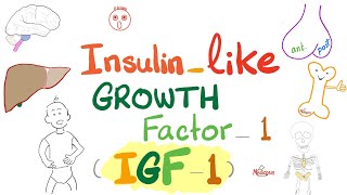 Insulinlike growth factor IGF1  Somatomedin C  GH Dwarfism Gigantism Acromegaly  Endocrine [upl. by Klepac]