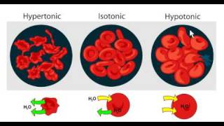 Cytolysis The process used by penicillins to kill bacteria [upl. by Amaleta]