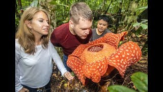 Best time to view Rafflesia in full bloom [upl. by Saimerej]