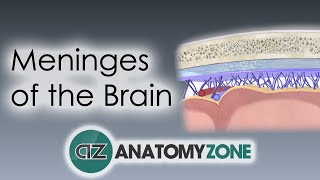 Meninges of the Brain  3D Anatomy Tutorial [upl. by Tunnell]