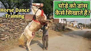 घोड़े को ट्रेन कैसे किया जाता हैं  घोड़े को डांस कैसे सीखते हैं  Horse dance training in india [upl. by Aehsal]