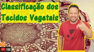 Classificação dos Tecidos Vegetais  Histologia Vegetal  Botânica [upl. by Kcirdneked892]