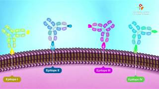 Antigenic Determinants Epitopes  Animation [upl. by Codi]