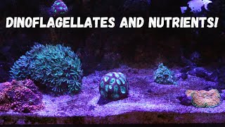 Dinoflagellates and Nutrients  Explained [upl. by Portugal306]