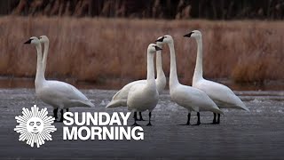 Nature Trumpeter swans in New York [upl. by Carpio]