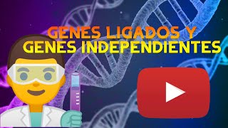 ¿Que son los GENES LIGADOS Diferencia con los GENES INDEPENDIENTES [upl. by Hoopen]