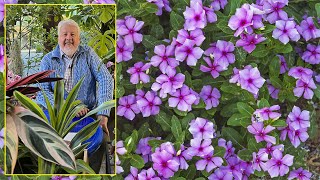 PERVENCHE DE MADAGASCAR FLEUR D’ÉTÉ amp D’INTÉRIEUR PRÉCIEUX MÉDICAMENT… Le Quotidien du Jardin N°295 [upl. by Ahsinna133]