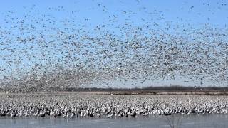 1 Million Snow Geese at Squaw Creek Missouri 2112012 [upl. by Ednalrym45]