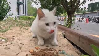 I brought lunch for a white cat with heterochromatic eyes [upl. by Ativla]