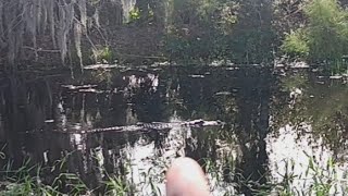 Female Gator leads me to her nestNOT clickbait [upl. by Lucien72]