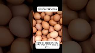 Info on Calico Princess Chicken Breed [upl. by Britt365]