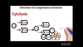 Cytolysis as a consequence of complement activation [upl. by Bull]