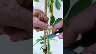 🪴🟰🪴 HOW TO CLONING PLANTS  Cutting layering offshoot and micropropagation plants [upl. by Yeblehs262]