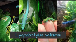 Lygodactylus williamsi hatchlings and eggs [upl. by Iron]