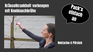 Kräuselkrankheit vorbeugen mit Knoblauchbrühe PfirsichNektarine  Ökologisch [upl. by Linette]