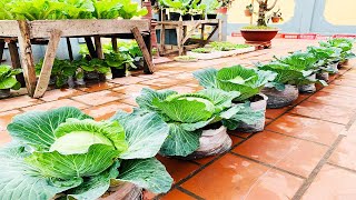 Grow cabbage from seeds [upl. by Shiff]