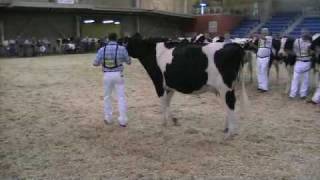 Fall Yearling in Milk  AllAmerican Holstein Show [upl. by Trish709]