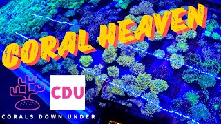 Shopping for Australian Coral at Corals Down Under Mackay [upl. by Clemmy200]