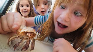 new HERMiT CRAB shells 🐚 Adley makes a Beach for our Crabs then haunted Family Cartoon movie night [upl. by Halbeib]