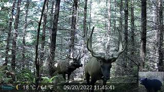 Three Big Bull Roosevelt Elk Walk by Our Trail Camera [upl. by Sileas587]