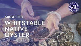 The Whitstable Native Oyster [upl. by Icats607]