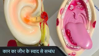 क्या कान का सम्बंध जीभ के स्वाद से है healthawareness viral trending [upl. by Ahsinoj]