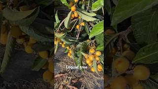 Loquat tree loquat health [upl. by Gauldin]