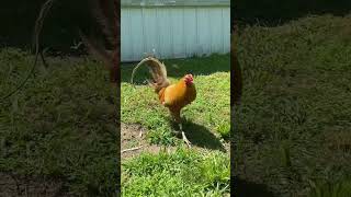 Gamefowl farm gamefowl rooster funnyshortsviralvideoviralshorts [upl. by Notrom]