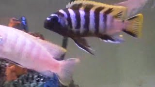 Red Top Zebra Cichlid Male Dancing in front of female  Metriaclima pyrsonotos [upl. by Divod387]