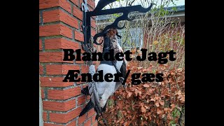 Blandet jagt Ænder gæs [upl. by Sinclare]