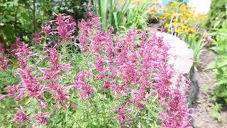 Agastache Rosie Posie  Hummingbird Mint Anise Hyssop  Rosie Posie [upl. by Venetia]