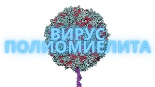 Полиовирус Enterovirus C  Полимиелит Морфология Цикл Патогенез Диагностика Профилактика [upl. by Gnaw]