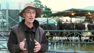 DairyNZ Improving Cow Flow [upl. by Mullac]