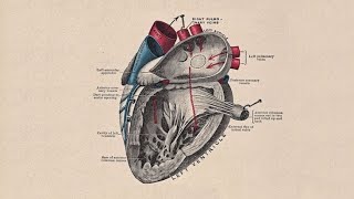 STORY OF A HEARTDevelopment of Interatrial Septum  Interventricular Septum and Trunchus Arteriosus [upl. by Trisha]