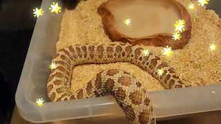 FEEDING HOGNOSE COLLECTION  BIG NEWS [upl. by Ihteerp]