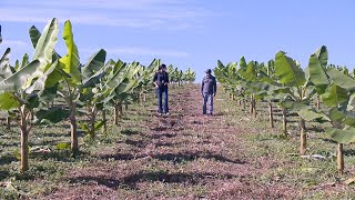 Cultivo de banana em plantio direto como implantar uma lavoura com as técnicas de plantio direto [upl. by Yknip8]