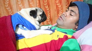 Sleeping Pug Charm  Pug Cuteness Overload  Pug sleeping with owner [upl. by Nerhtak]