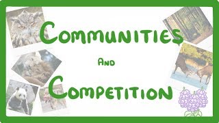 GCSE Biology  Interdependence  Community and Competition 84 [upl. by Pirri]