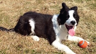 Border Collie Playing Fetch [upl. by Bixby]