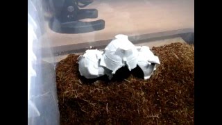 My mite infestation amp How to get rid of grain mites Feb 23 2016 [upl. by Aleacim]