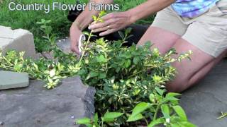 How to Prune Euonymus Moonshadow [upl. by Bing]