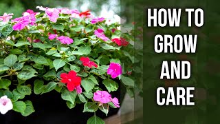 Impatiens – How to grow and care for it [upl. by Forta]