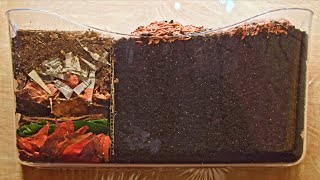 Red Wiggler Worms Horizontal Migration TimeLapse Days 035 FULL  vermicomposting [upl. by Ailama]