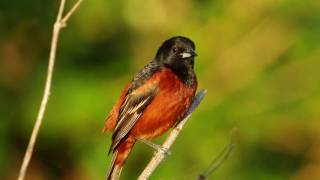 Orchard Oriole 2 [upl. by Wynnie661]