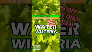 🚨50 OFF🚨WATER WISTERIA 50 OFF TODAY ONLY 52924 [upl. by Imuya810]