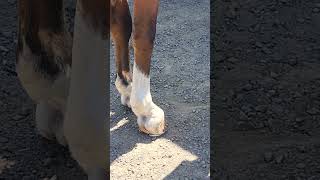 A farrier explains what a club foot is on a horse [upl. by Cooperman]