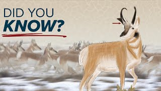 Unique Pronghorn Facts amp Characteristics [upl. by Eshman]