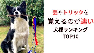 トリックの達人！超賢い犬種TOP10！芸を速く覚える犬たち [upl. by Suidualc]