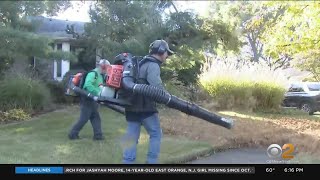 Communities Banning Leaf Blowers Over Noise Pollution [upl. by Aitsirt]